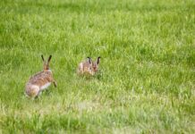 Jak często wymieniać lampę UV w oczkach u?
